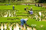 40 Cents Agricultural Paddy land(Magani) for Sale