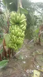 Kacchi Colony