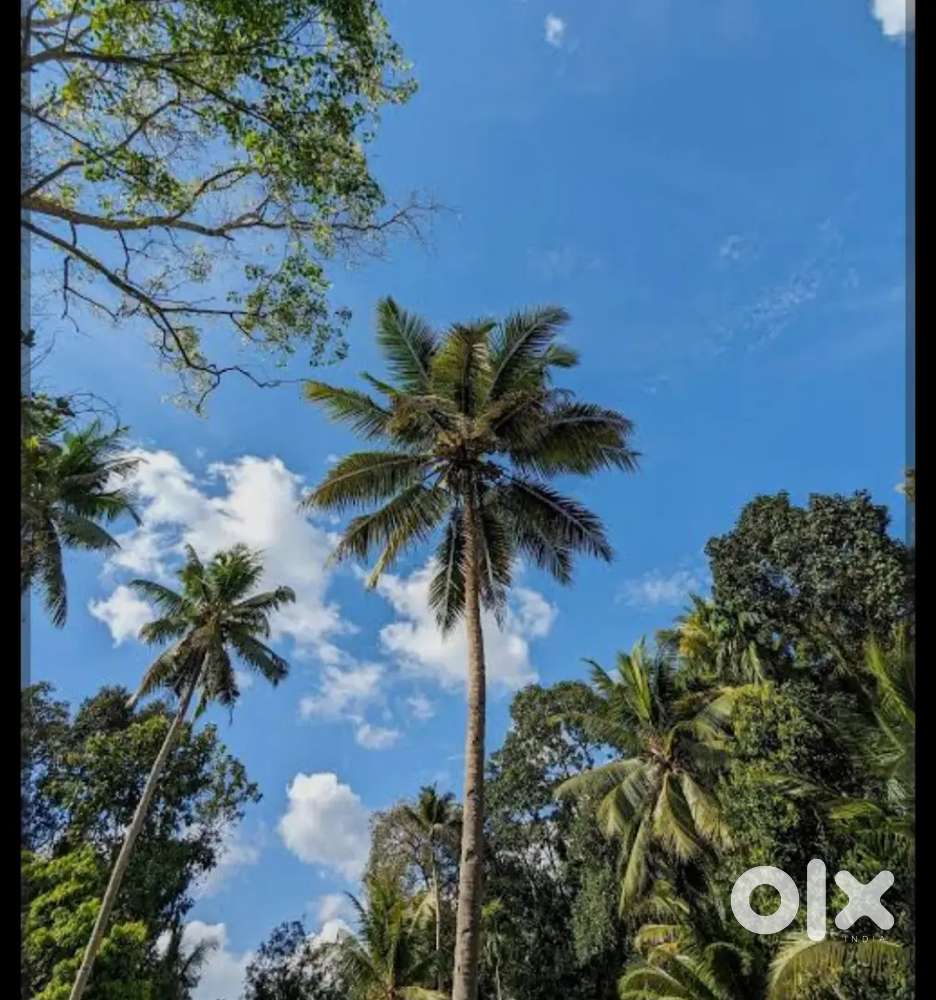 25 cent square plot with valuable trees,(1 cent = 2lakhs)