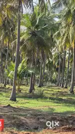 FARMLAND SALE LIMTED ONLY AVAILABLE