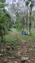 Rubber thottam