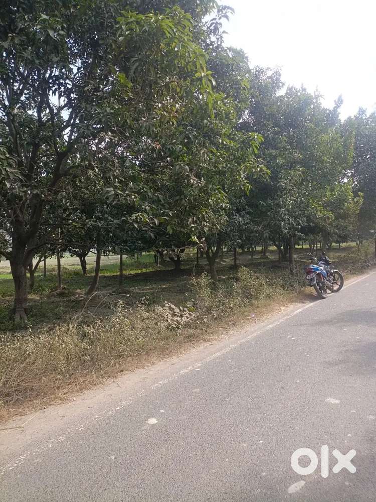 Selling land 5 katha land ,near kundua kesariya budha stupa