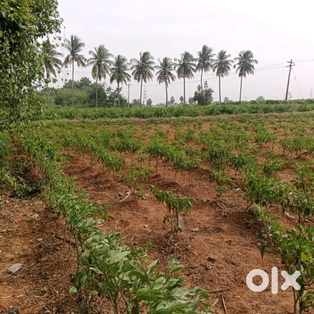 Farm  Specialist At Tiruttani And Arakonam