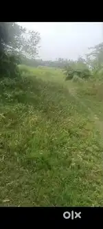 Buy Farmland near Joka khariberia, 4km far from Diamond Harbour road