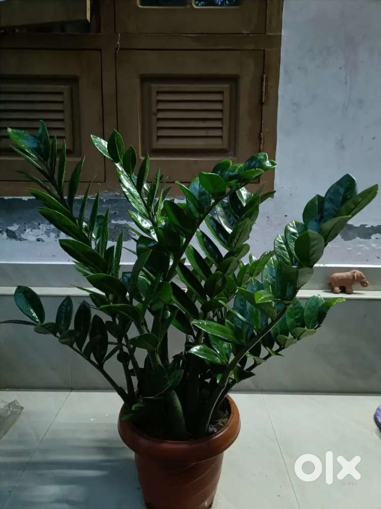 Cc plant for indoor