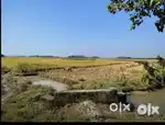 4 Bigha Plot at Jagiroad