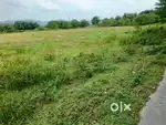 Brahompur.bamuni durgamondir chok.nagaon.14 Bigha .Bigha 15  lakh