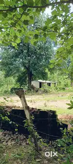 3.7 acre SC PLOT Bagarmunda near Ainlachhat chowk