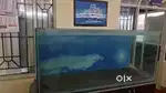 Fish aquarium
