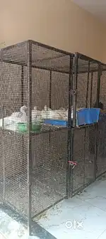 Chicken cage and readymade kitchen and cutting wood and table