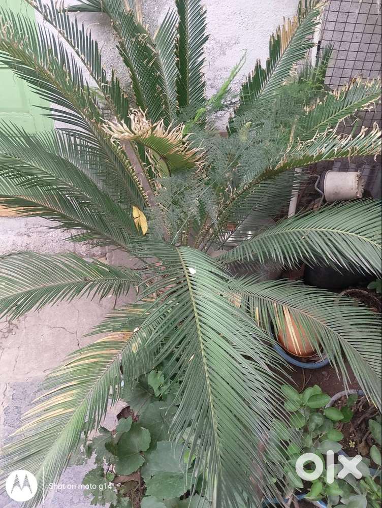 cycas plant