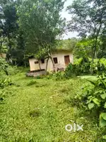 1 and half acre rubber and small house near elamkulam, ponkunnam