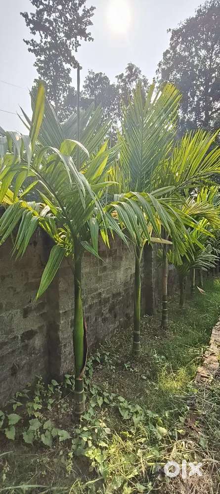 3 kata Land For sale