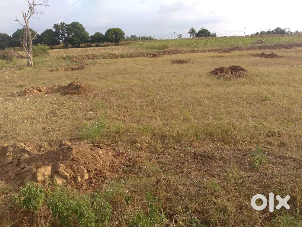 1 Acre 7 Gunta Agriculture land for sale