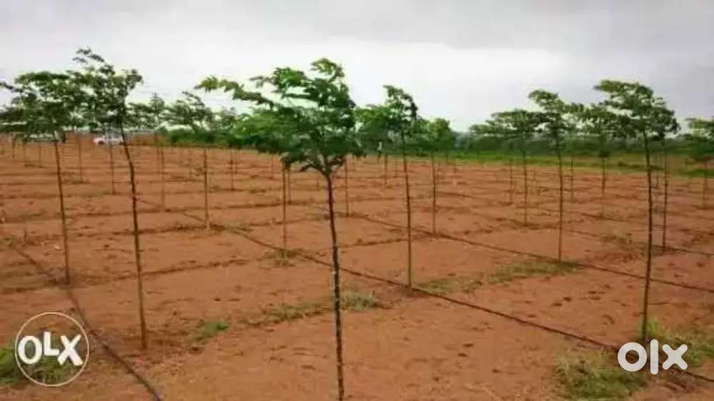 Agriculture lands for sale in kadapa