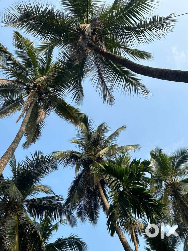 LAND FOR SALE – KANATHUMCHIRA, KUTHUPARAMBA