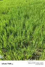 Parsonal plat