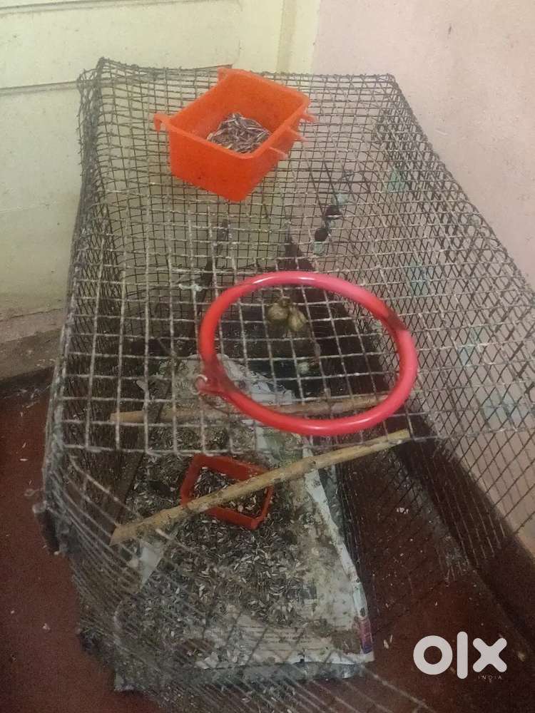 Cage full set with food. Toys etc