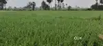Urgent sale Land with 118 Cents or 1 Acre 18 Cents