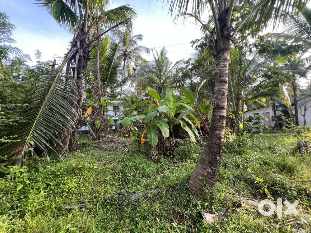 കോഴിക്കോട് ജില്ലയിൽ ചേമഞ്ചേരി പഞ്ചായത്തിലെ ചേലിയയിൽ 30 സെന്റ് നഞ്ചഭൂമി