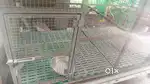 Dog Kennel