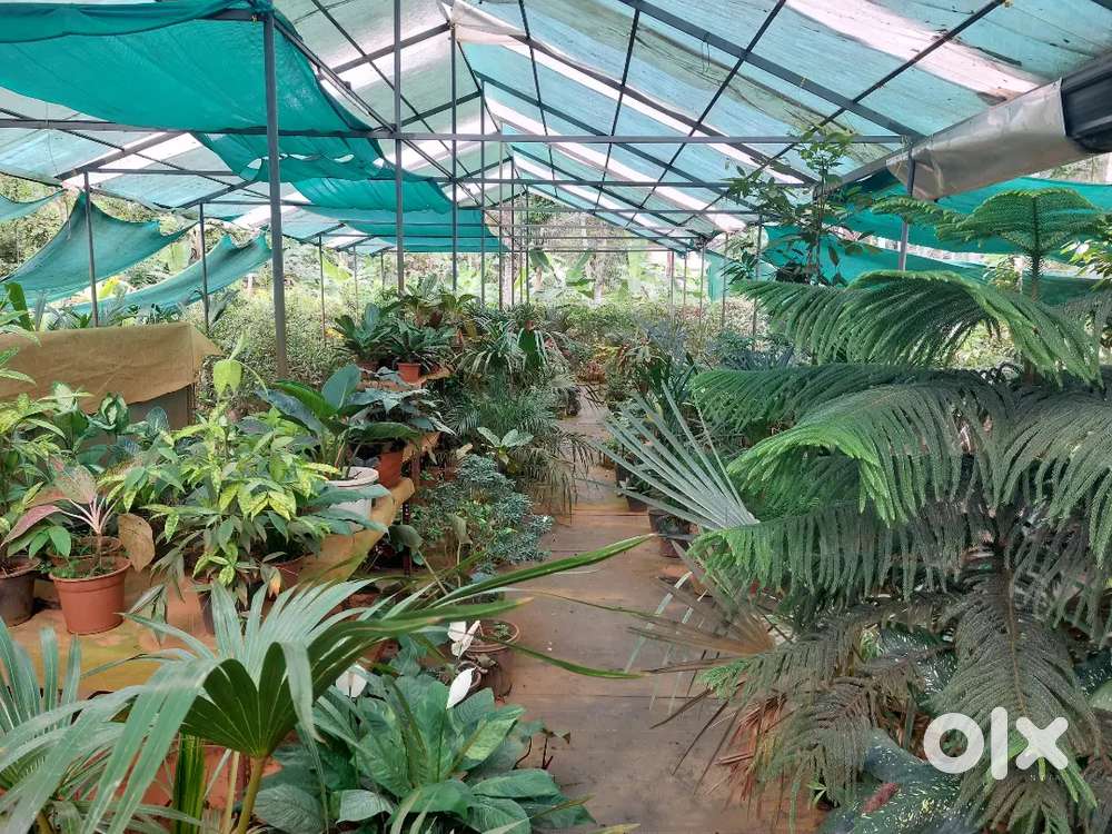 All types  of plants with shed