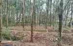 Uliyoor plot nedumangadj