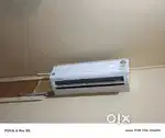 Amesterd 1ton Acs 2 months old