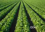 Plot for sale in the Fully developed Farming Community not far from BL