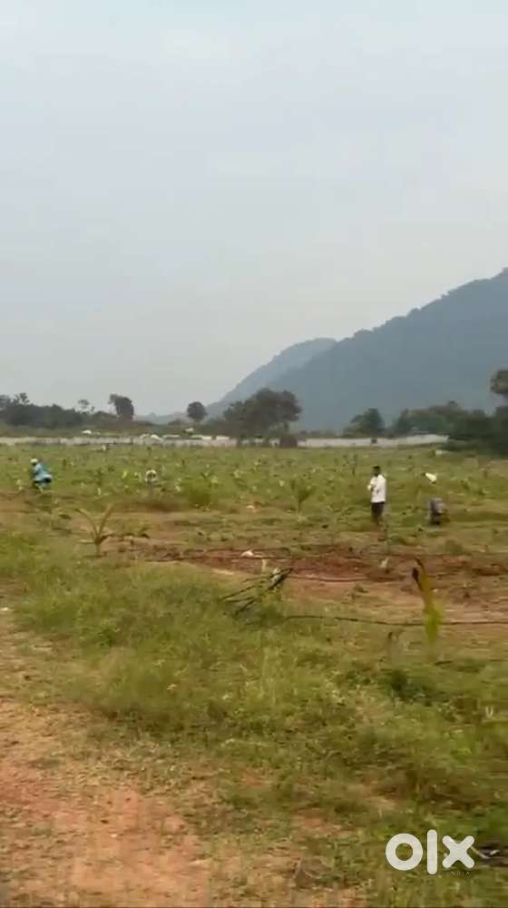 WOOD OF THE GOD అగర్ ఉడ్ ఫార్మ్ ల్యాండ్స్ మన వైజాగ్ లో తక్కువ ధరకు