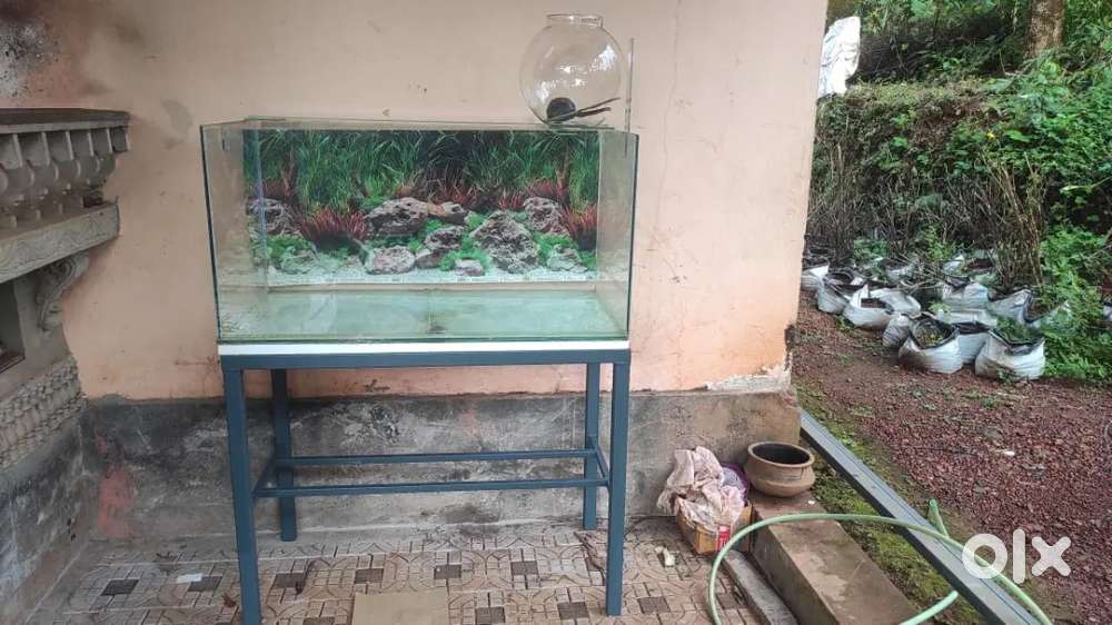 Aquarium,Stand,Bowl