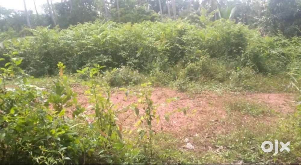 Road Side 40 Cent Residential Plot for Sale near Chembilode, Kannur