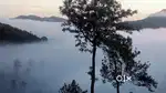 Vagamon AVT Tea estate View 120 cent LA pattayam land sale
