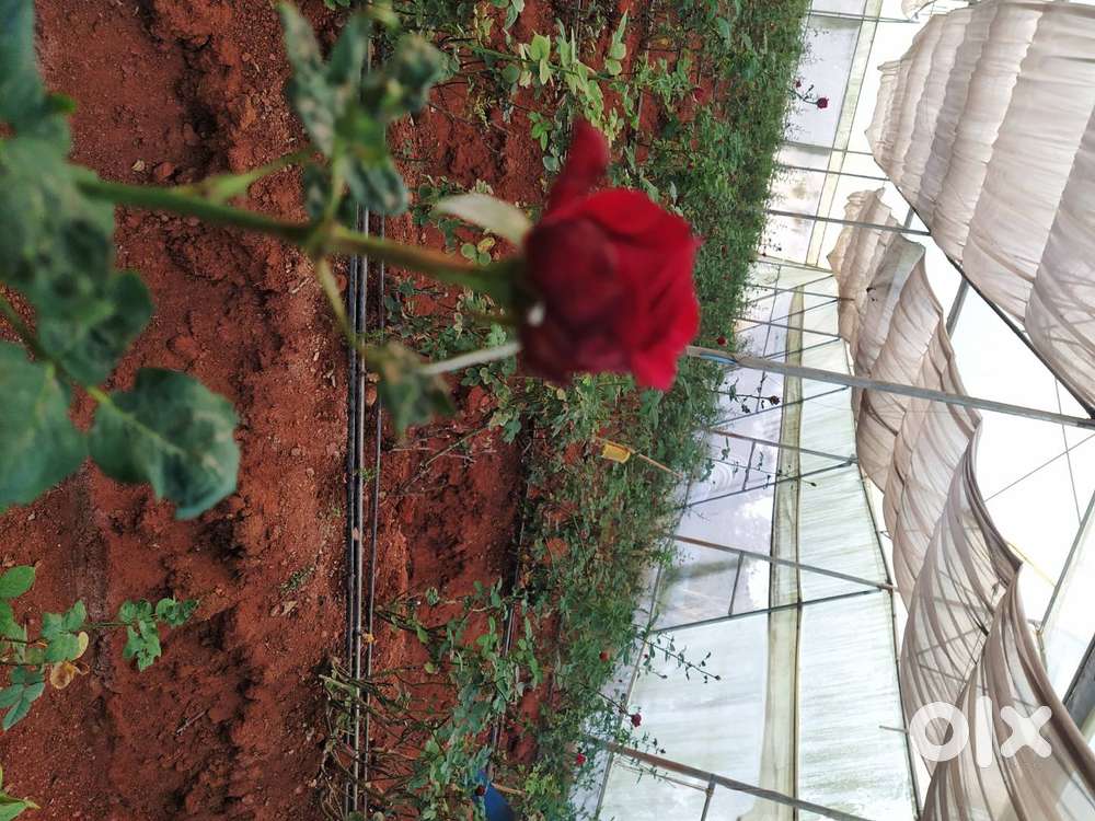 Structure of polyhouse