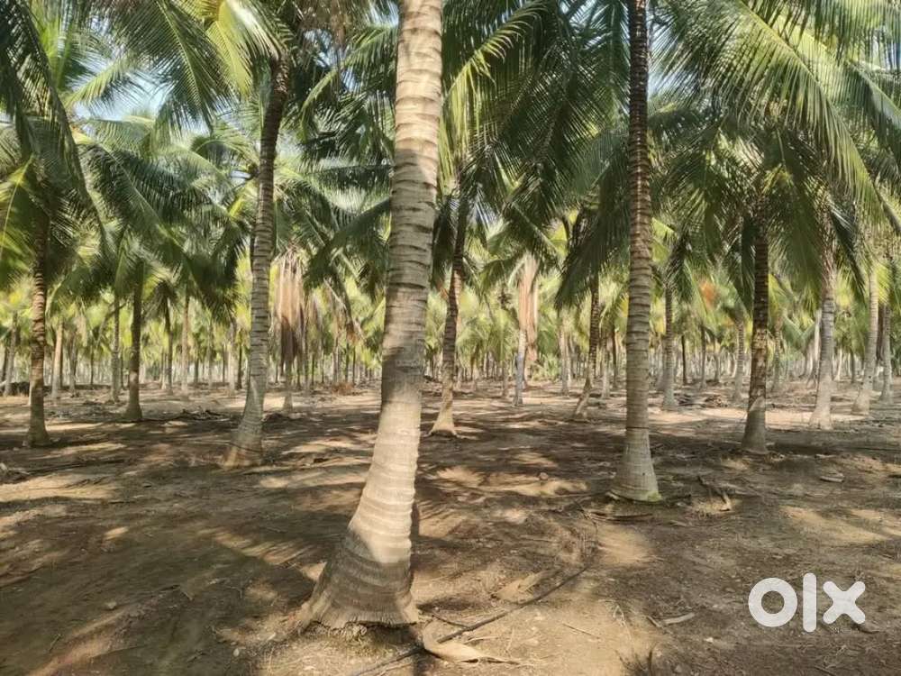 Farmland for sale in vadipatti madurai