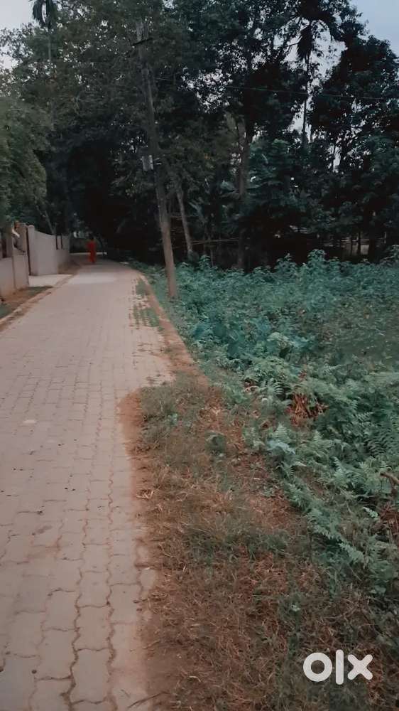2.5 katha land for sale, location- gohain tekela gaon