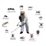 Pest control services