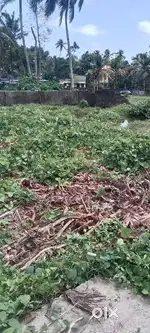 Plot  For  Sale  12 cent  Sreekariyam  Trivandrum