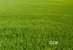 1 Acres of Land at Borapada Dhenkanal
