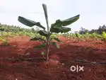 Land For Lease