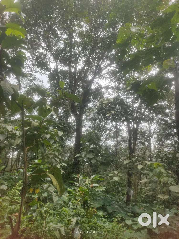 അഞ്ഞിലി 100 ഇഞ്ച് മുകളിൽ