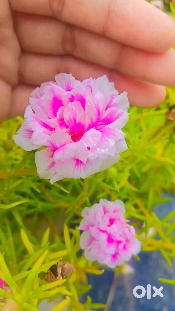 Plants lover radhe radhe