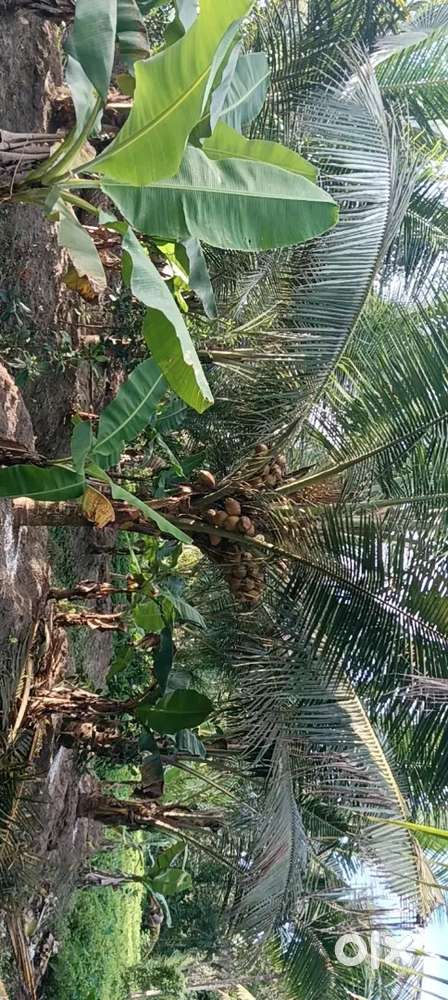 180 സെന്റ്  സ്ഥലം വില്പനക്ക്