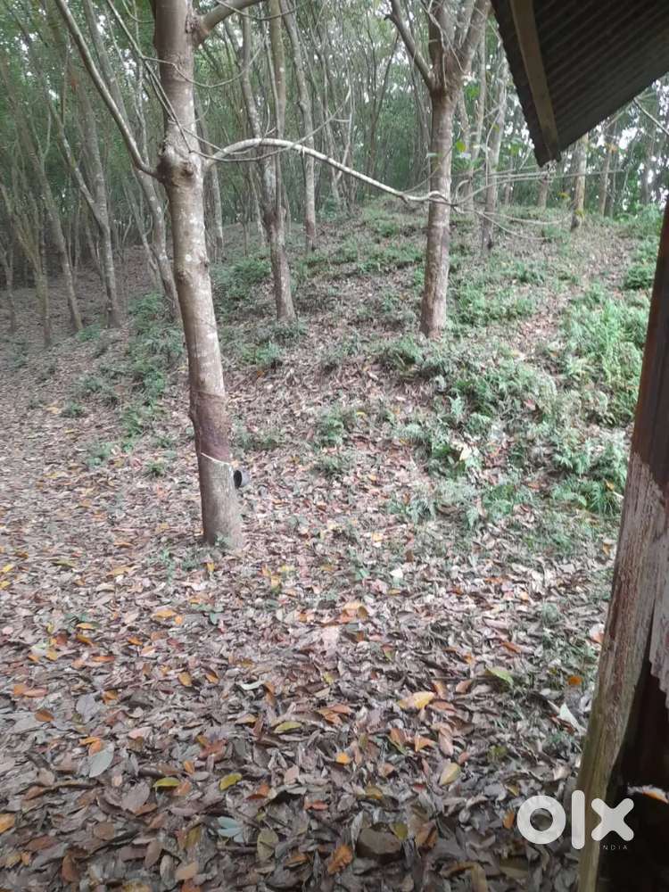 Rubber plant