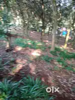 45 CENT LAND FOR RENT MANKAVU KOZHIKODE