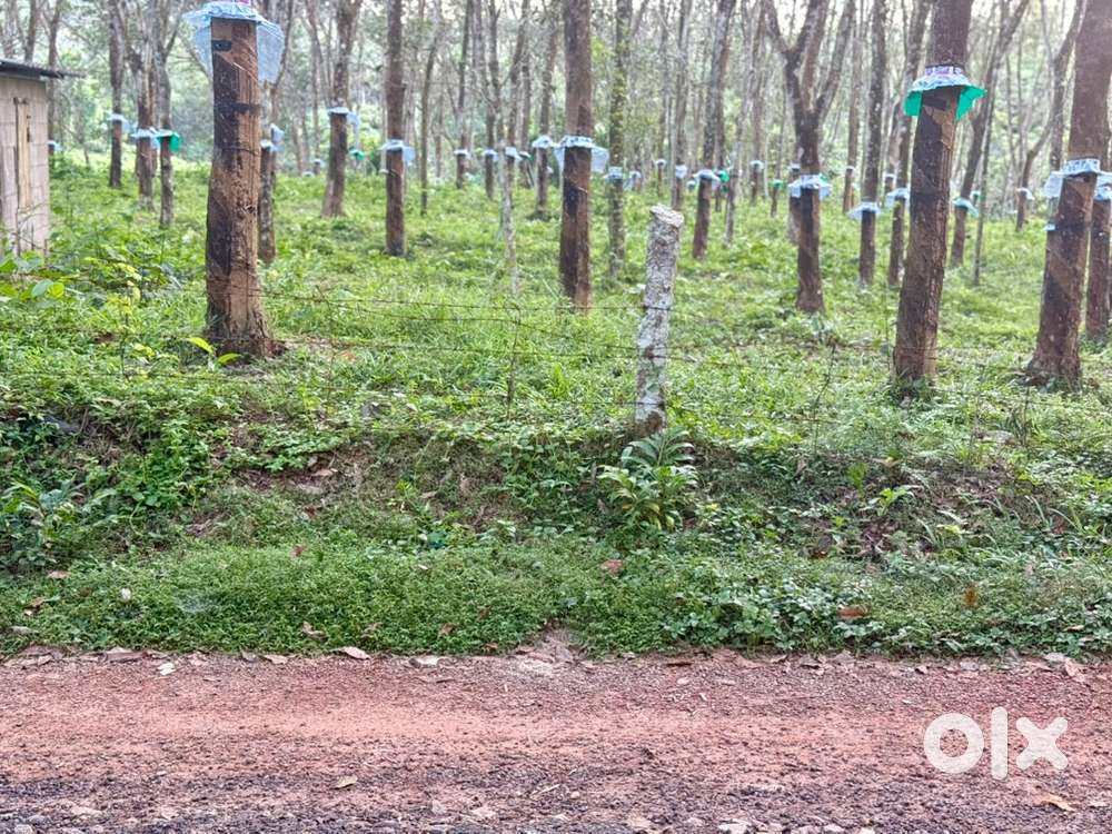 150 cents with 300Rubber