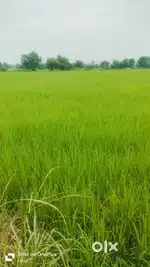 15 marla plot for sale in bantalab near radha Swami satsang ghr