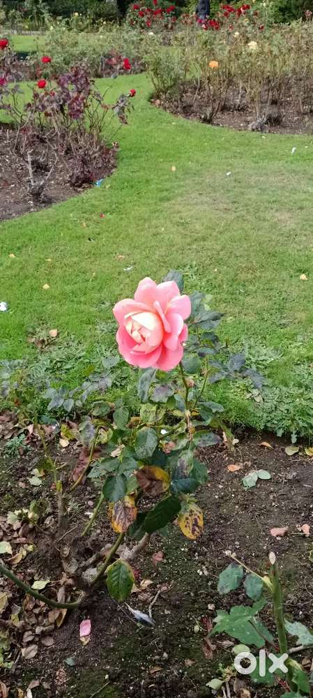 Best plot Nanjikottai road