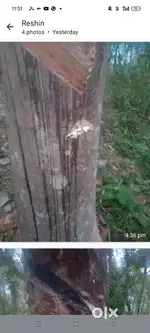 റബ്ബർ എസ്റ്റേറ്റ്