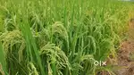 खेती जमीन बेचना हैं 10 अकड़,,, नहर के किनारे जबरदस्त जगह पर, रायपुर